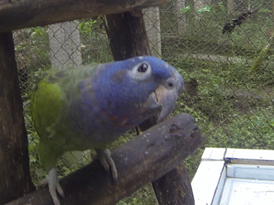 Loro1.gif