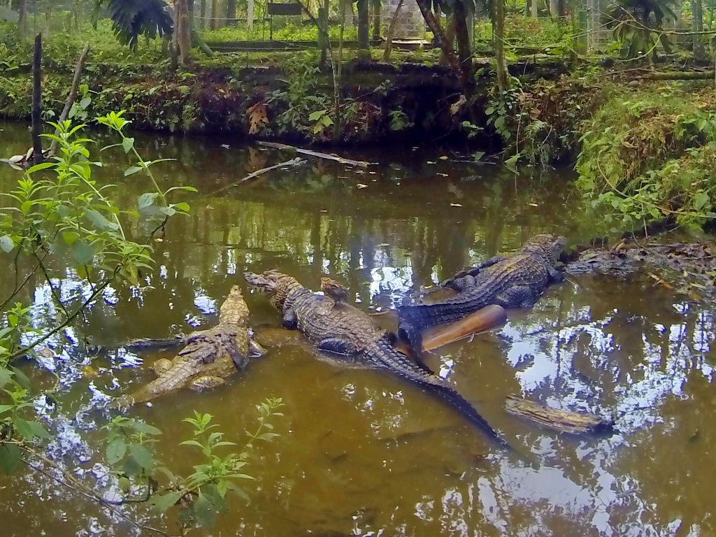 Patience: a renegade quail chick perches on the back of a Black Caiman. Lucky for him, the caiman already ate