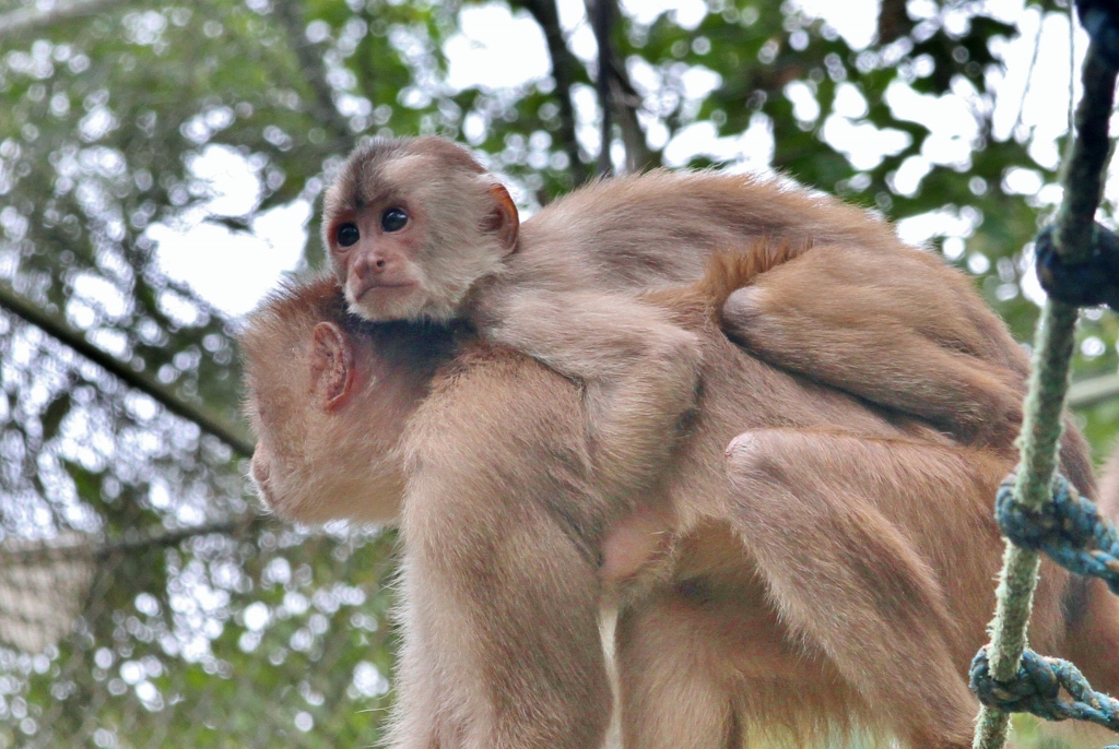Capuchin4 (1024x686).jpg