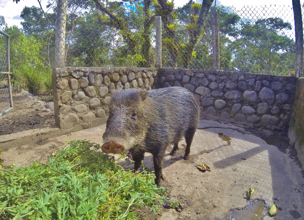 White-lipped Peccary