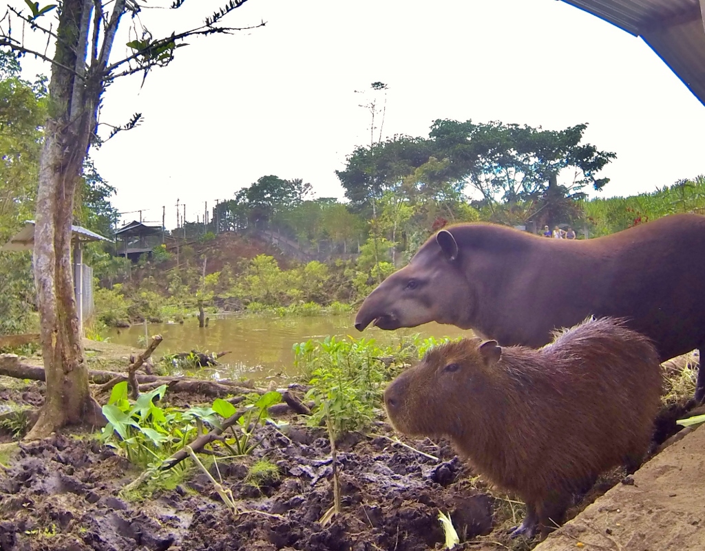 Tapir and Capybara buddies