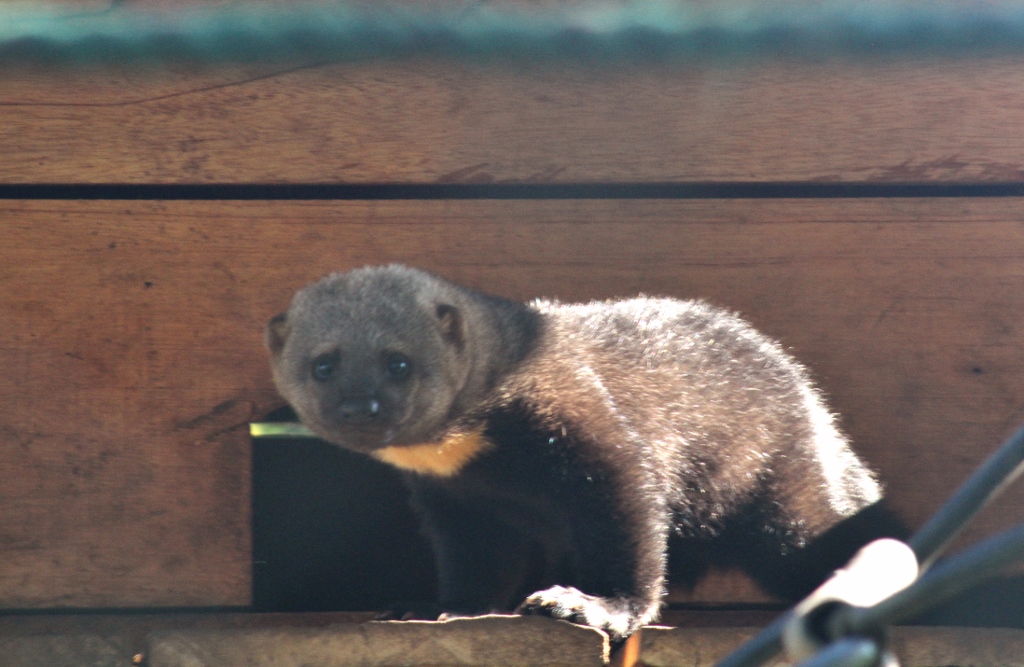 The Tayra kit, almost two-months-old at the time of this pic