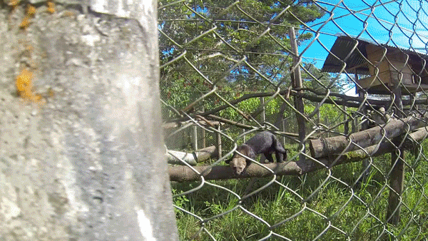 Mama Tayra. Yes, they really are that scary