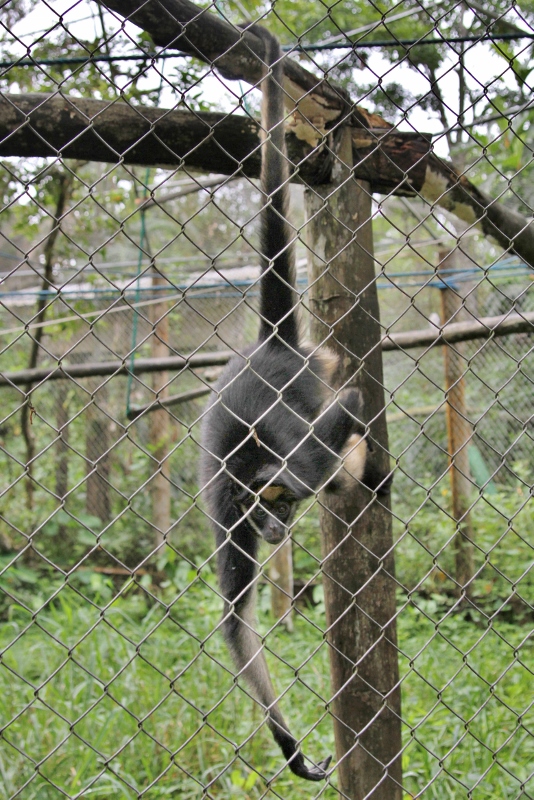 Julieta the Spider Monkey