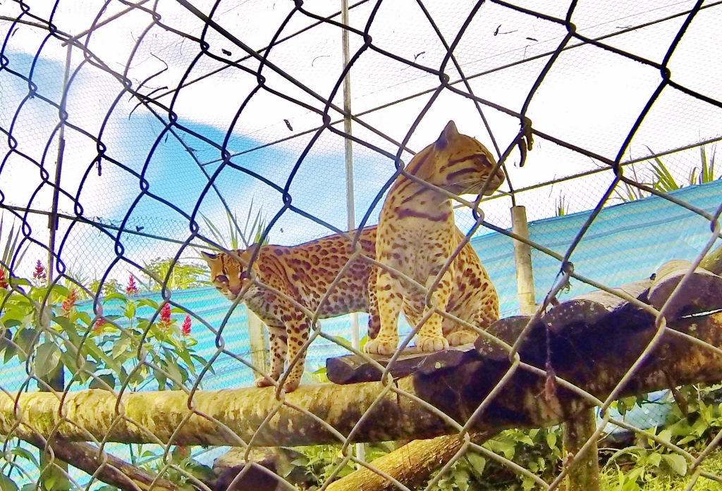 Ocelots