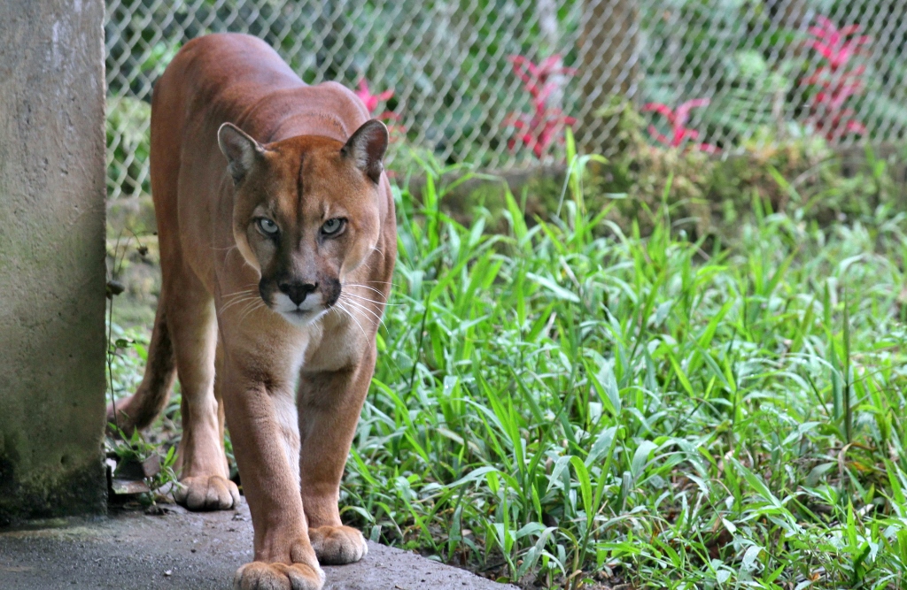 Ranger the Puma