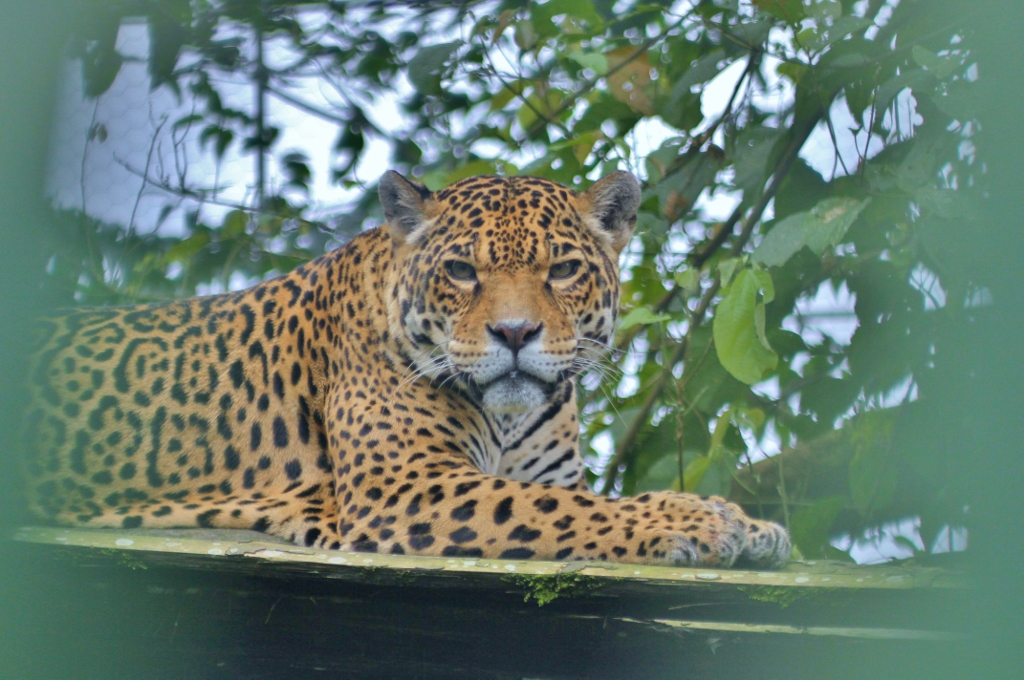 Brenda the Jaguar
