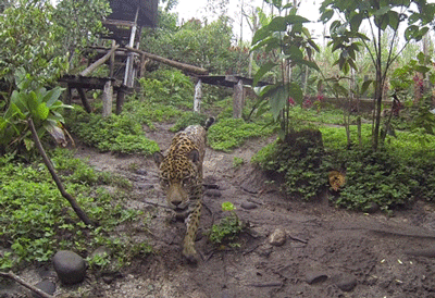 Over two-hundred pounds of curiosity
