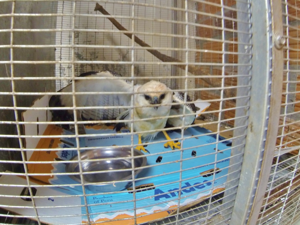 A White Hawk recovers in the vet clinic. He arrived with a broken wing after getting hit on the highway. 