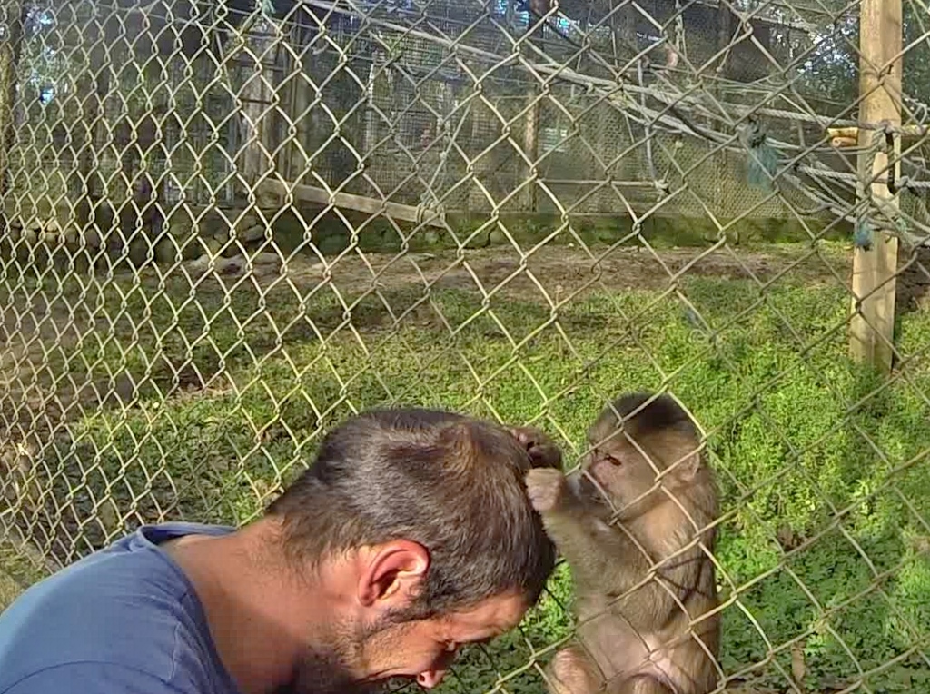 Jacky, the Capuchin alpha male, grooms Agustín to affirm his acceptance into the group