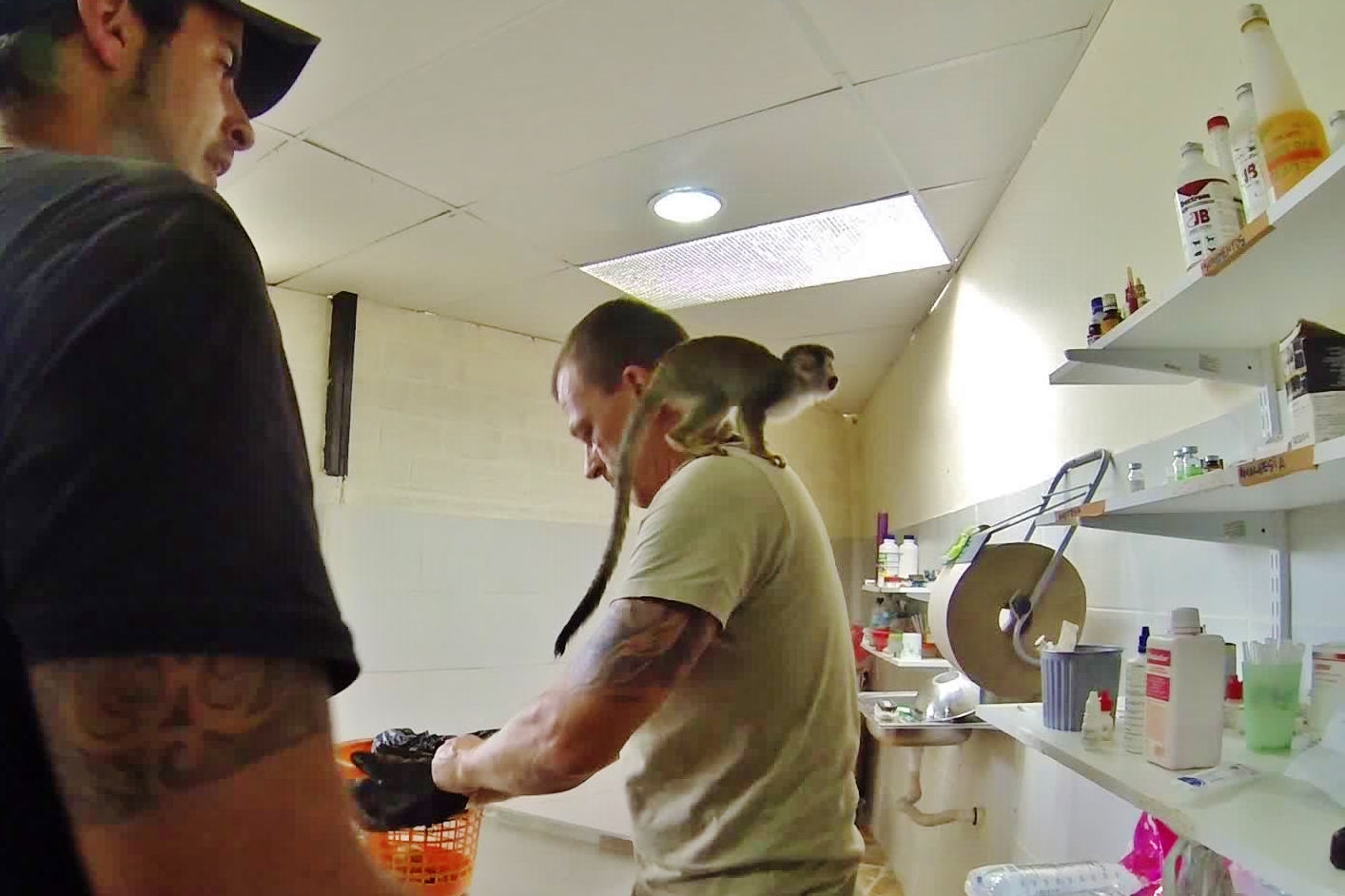 Tore preps parasite medication for a young Squirrel Monkey in the vet clinic