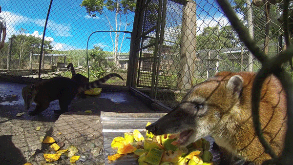 Coati table manners