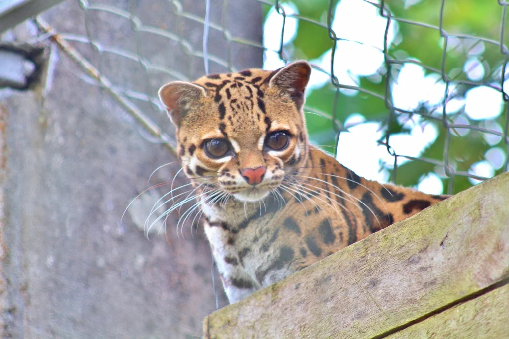 Deceitfully innocent-looking Margay