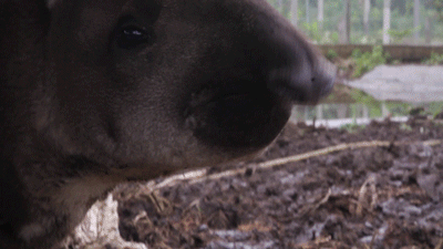  Tapir snouts are weird 