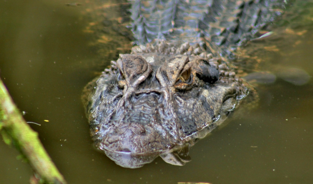  Black Caiman 