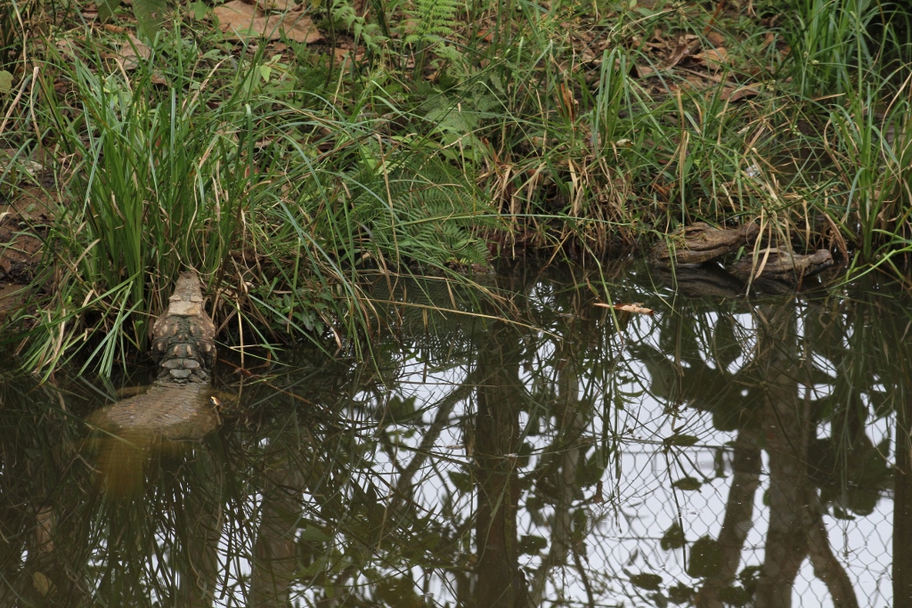  Smooth-fronted Caiman 