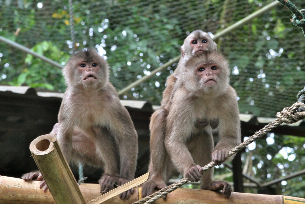  Capuchin Monkeys 