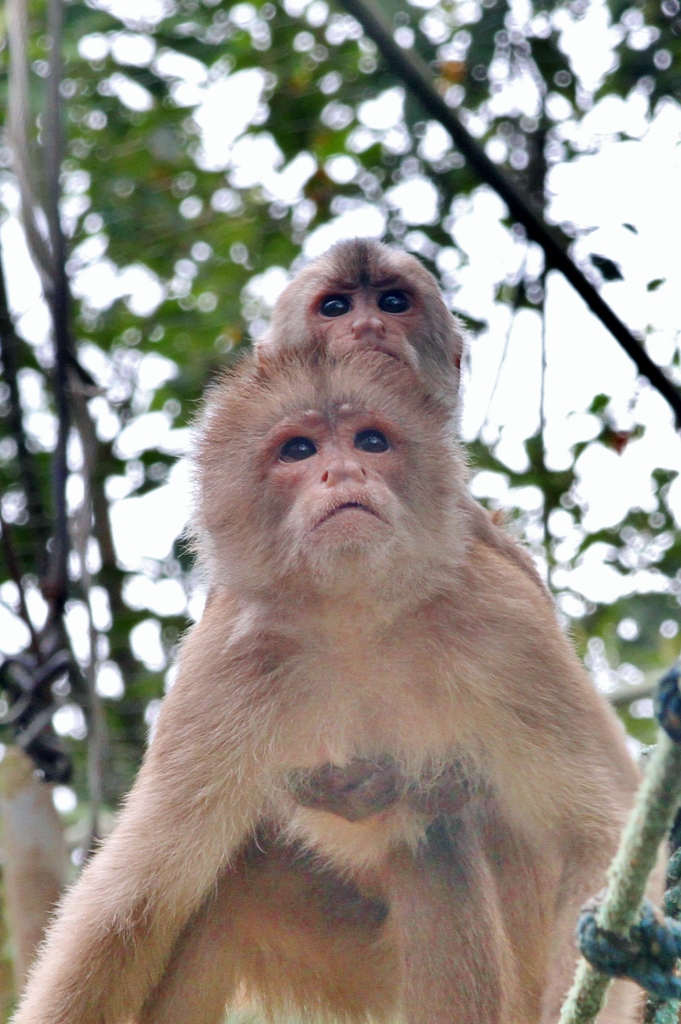  Capuchin Monkeys 