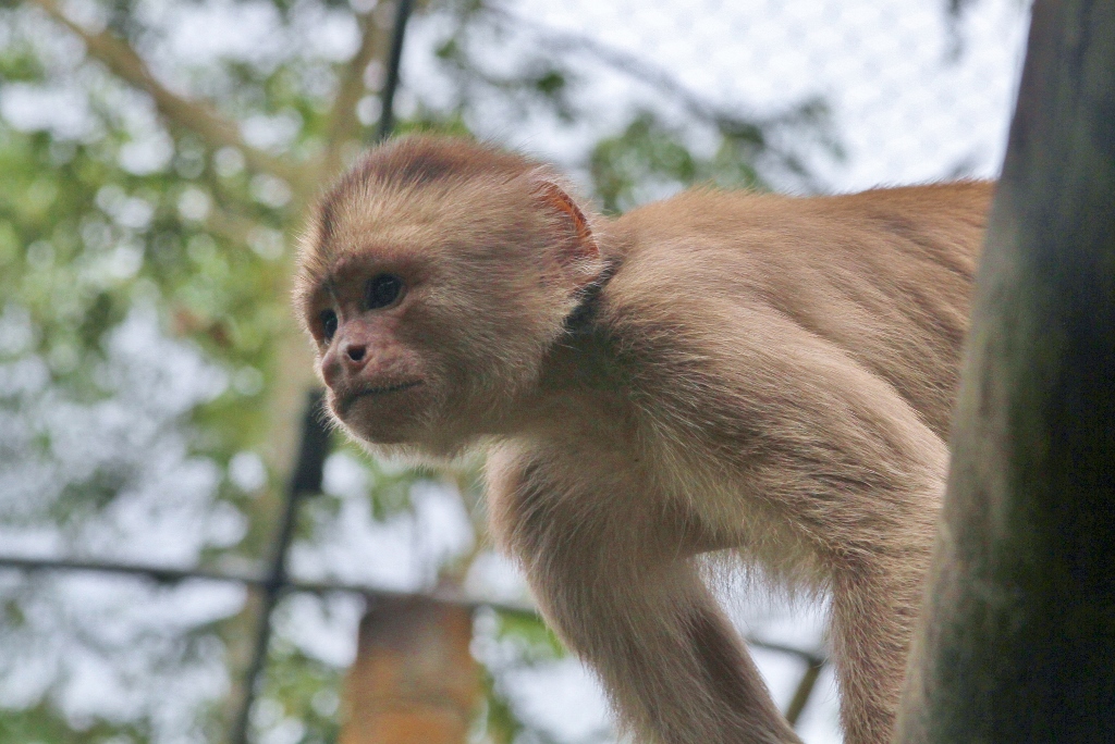  Capuchin Monkeys 