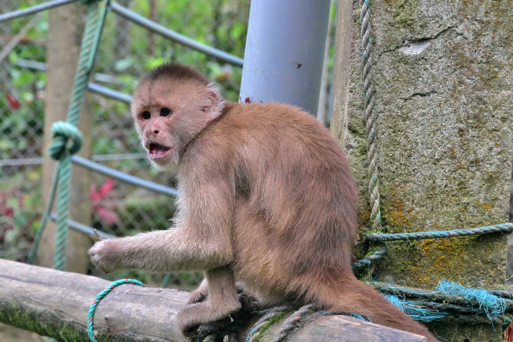  Capuchin Monkeys 