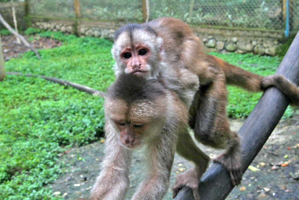  Capuchin Monkeys 