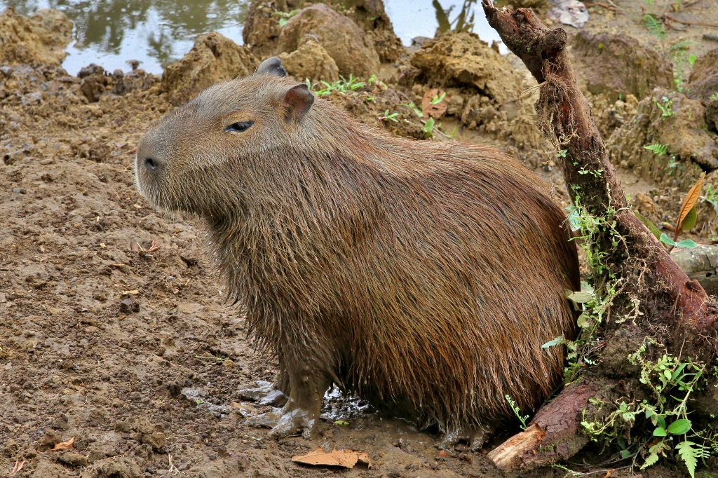  Capybara 