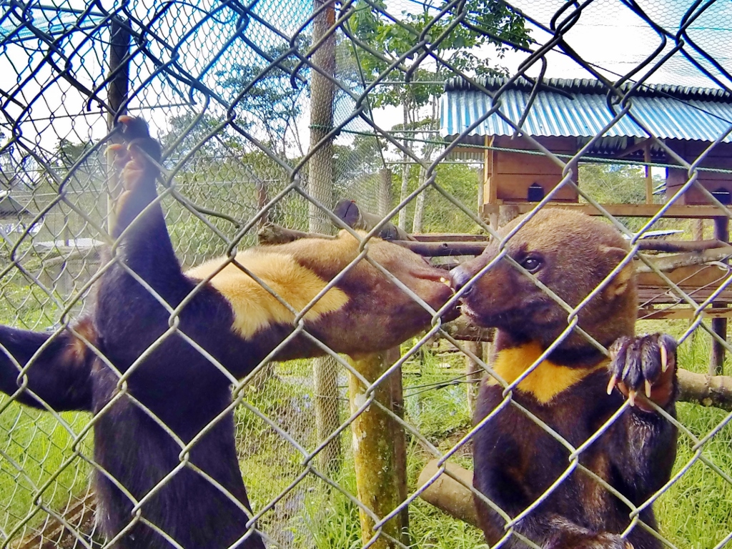  Tayra smoochin' 