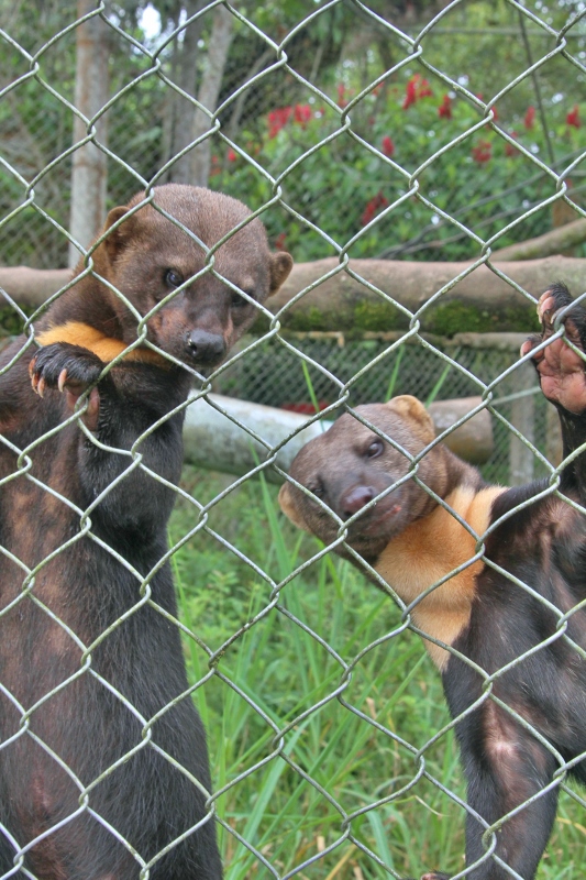  Tayra parents 