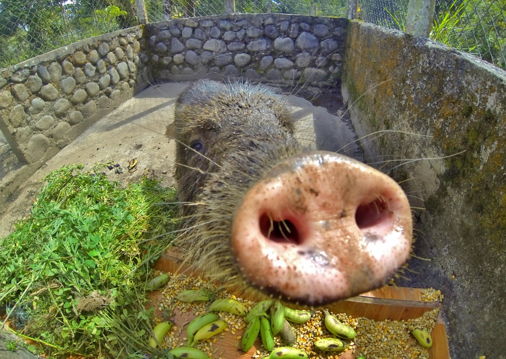  White-lipped Peccary 