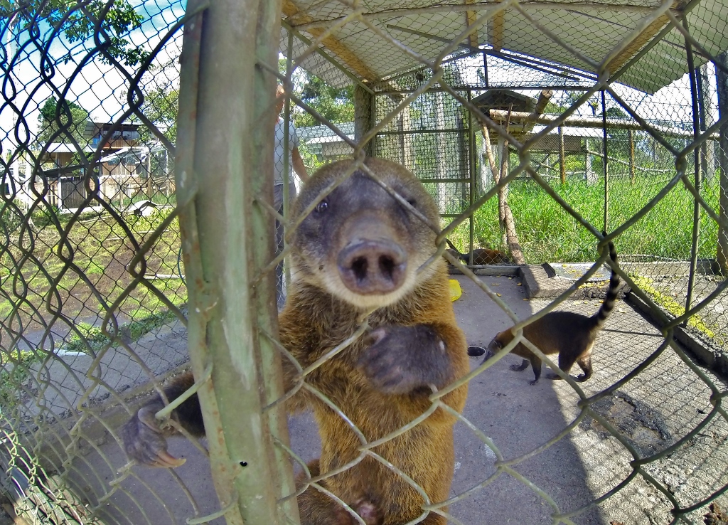  Ring-tailed Coati 