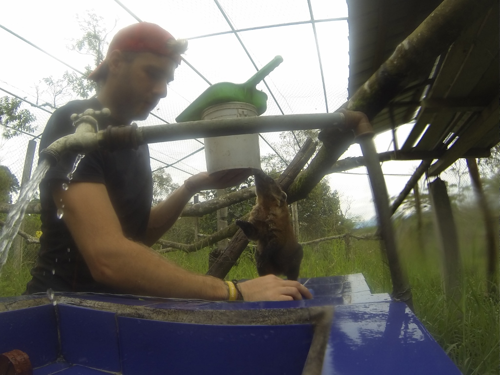  Ring-tailed Coati gets impatient at feeding time 