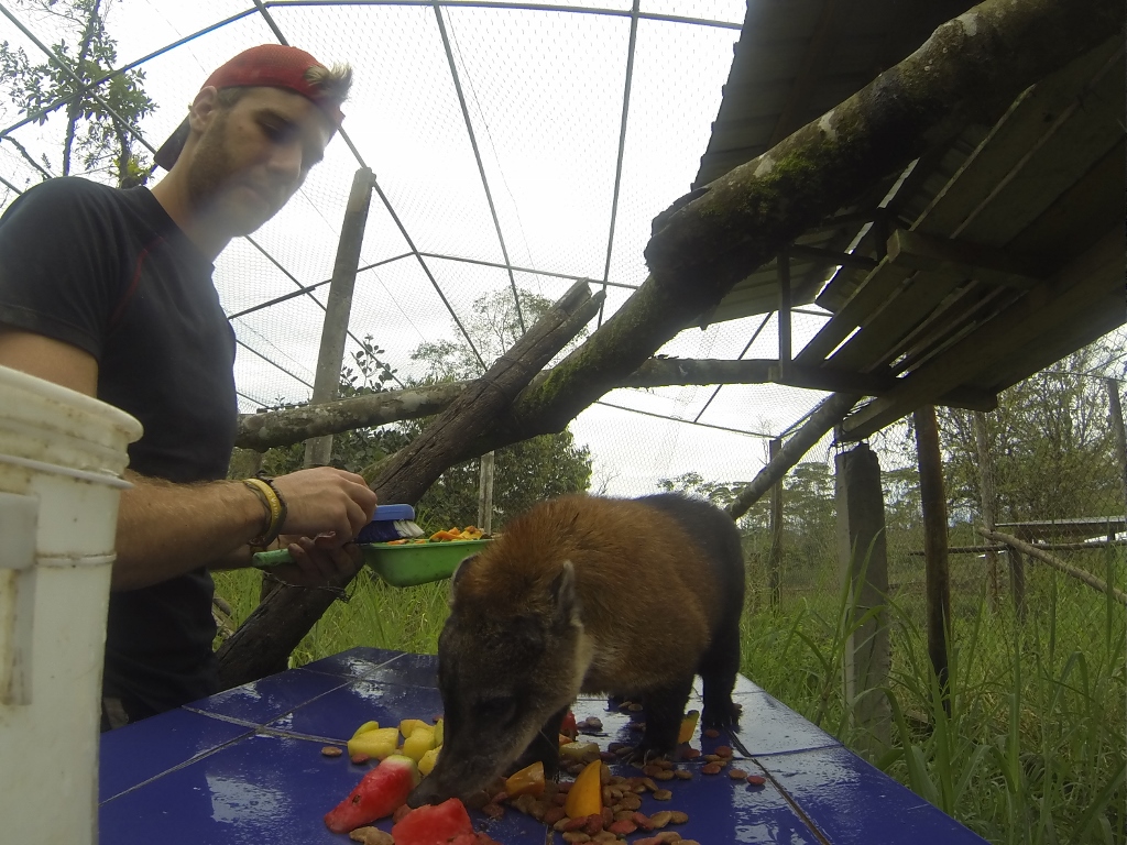  Ring-tailed Coati 