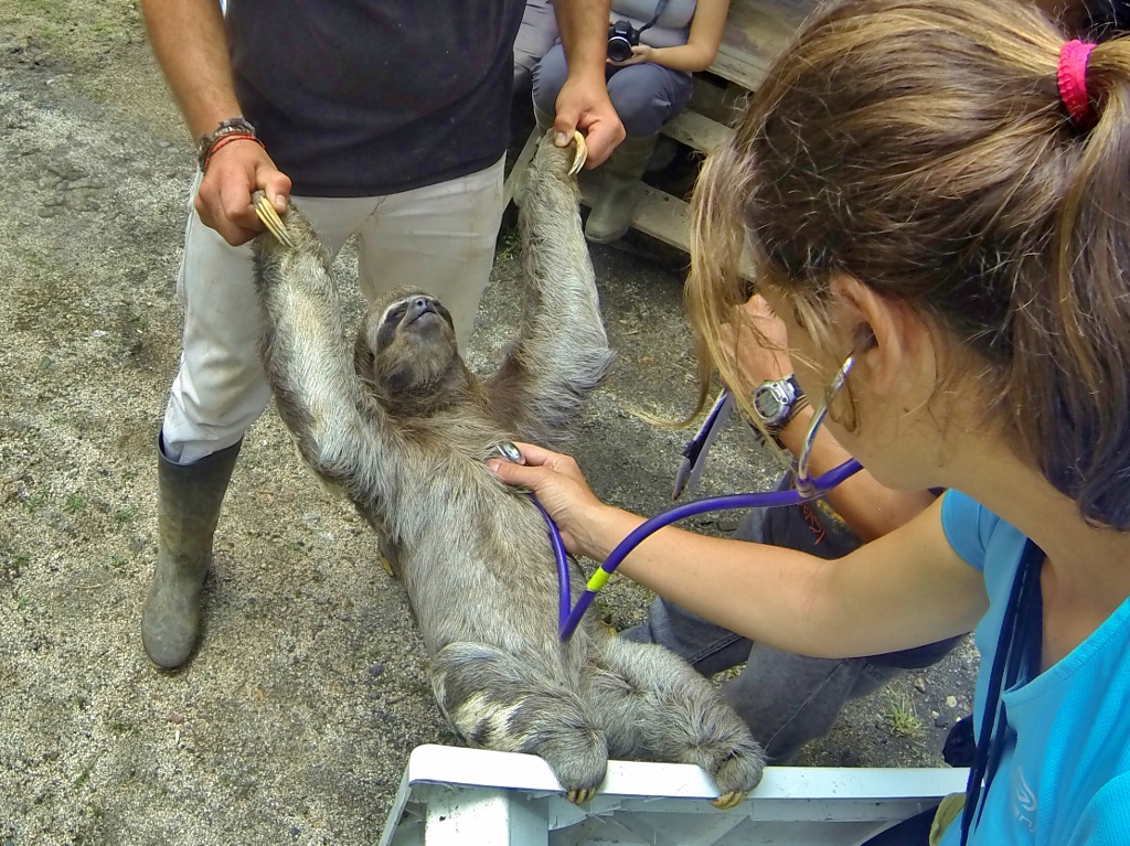  Maria taking the vitals of a Three-toed Sloth 