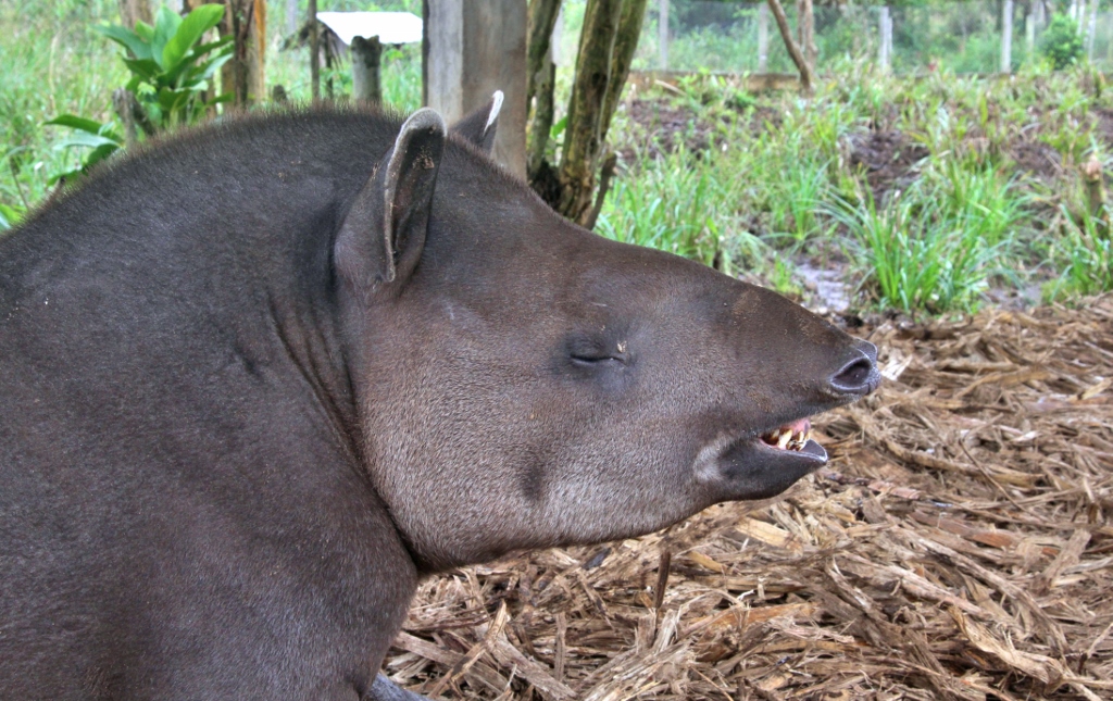  Tapir cheesin' 