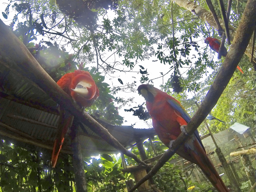  Scarlet Macaws 