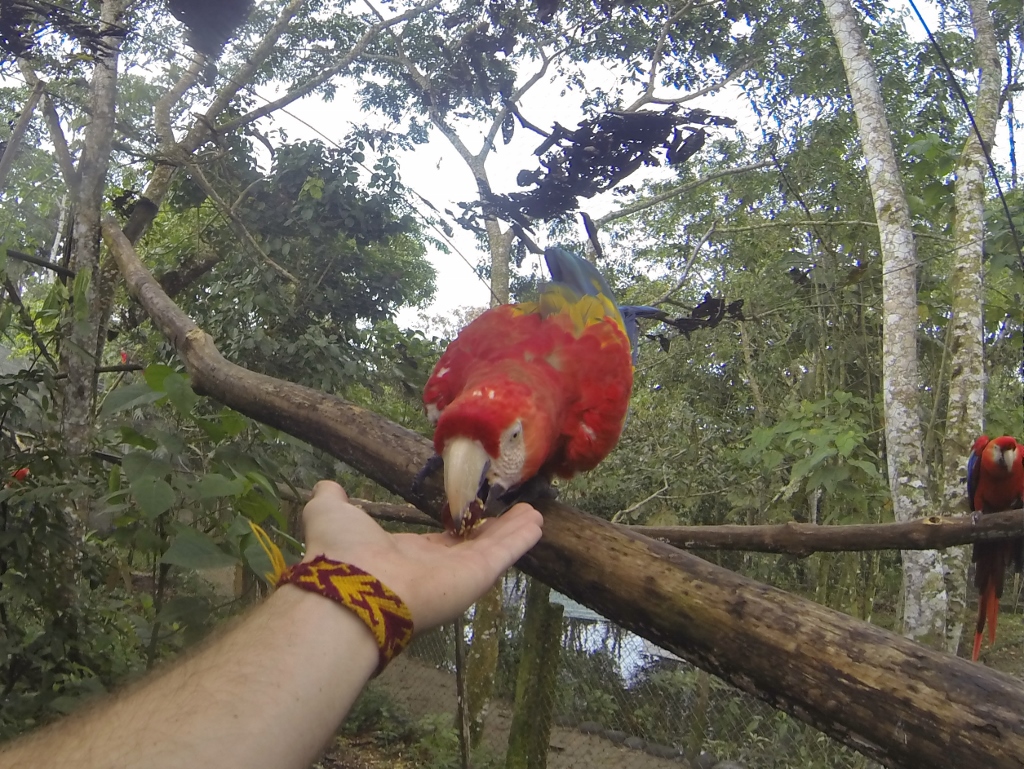  Scarlet Macaws 