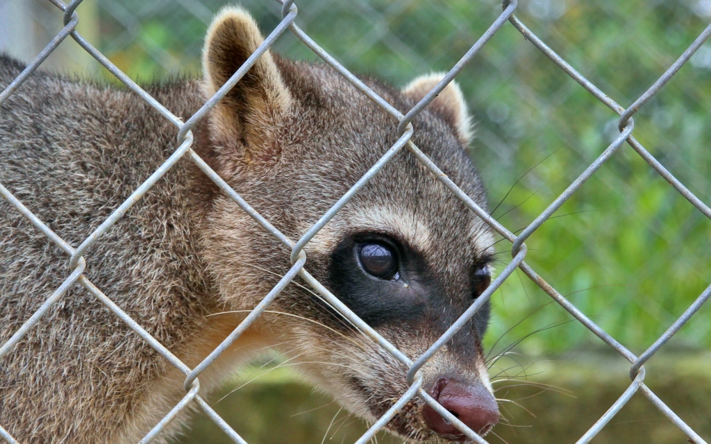  Crab-eating Raccoon 