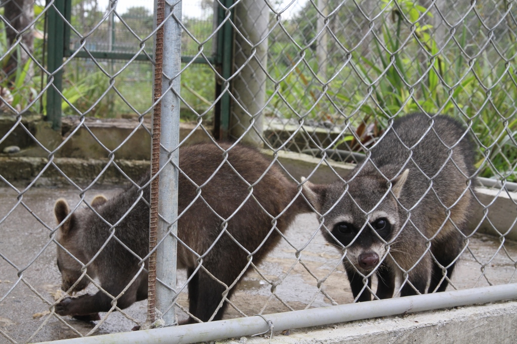  Crab-eating Raccoons 