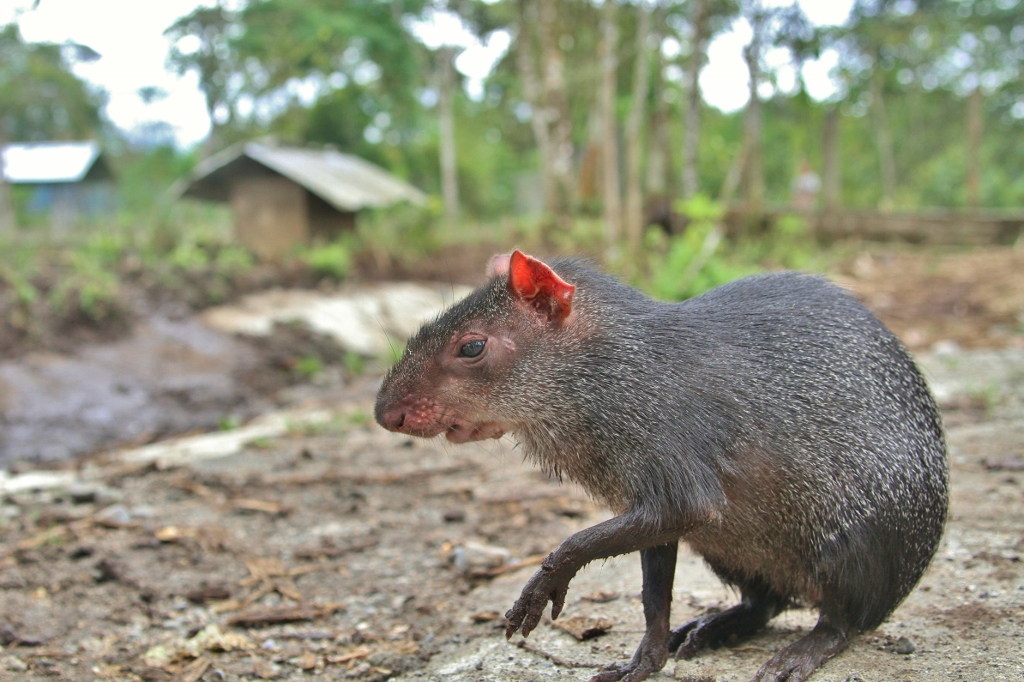  Black Agouti 