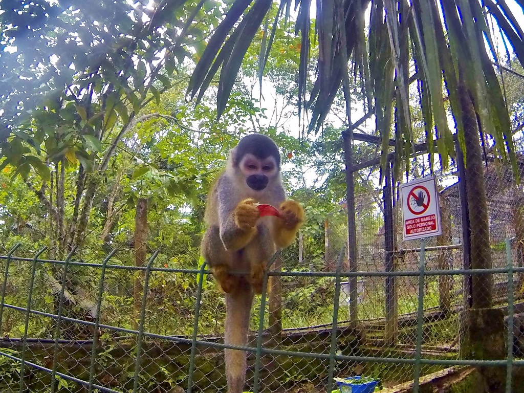  Squirrel Monkey / big moocher 