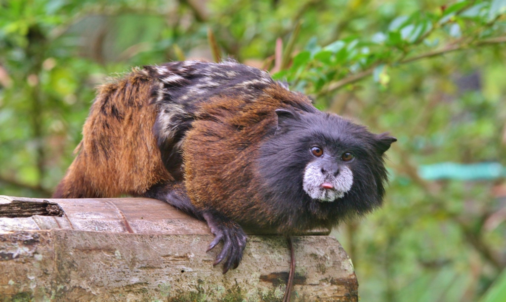  Saddle-back Tamarin 