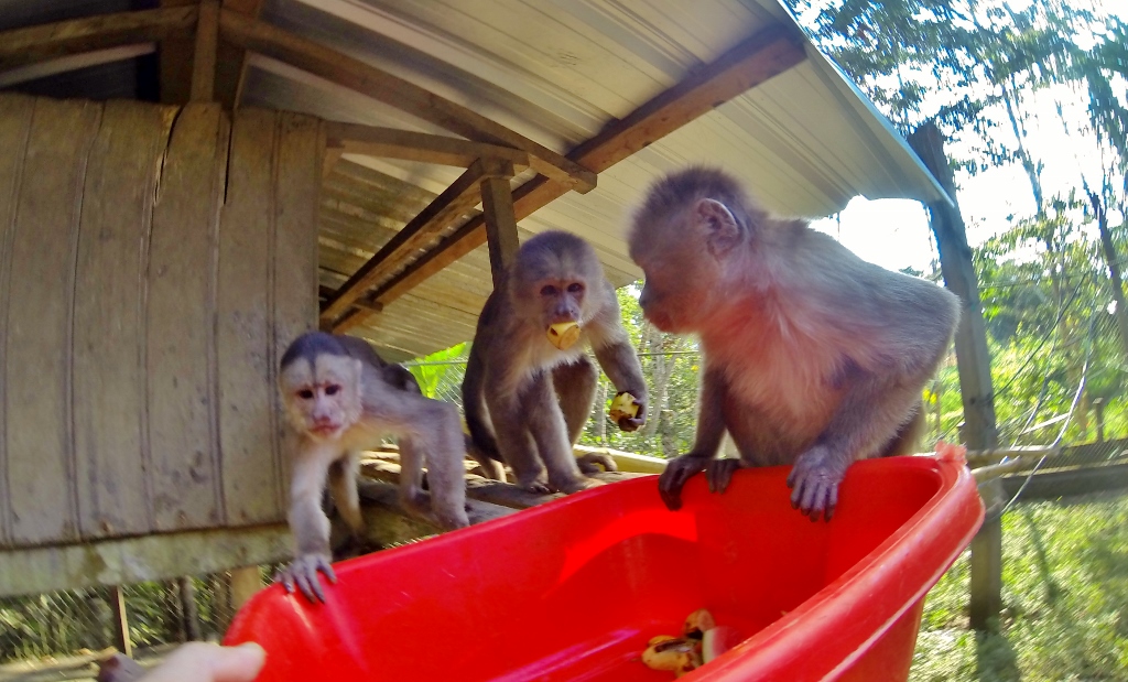  Hungry Capuchin Monkeys 