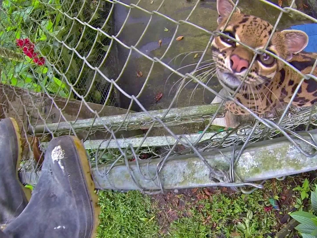  Psychotic Margay is as small as a housecat 