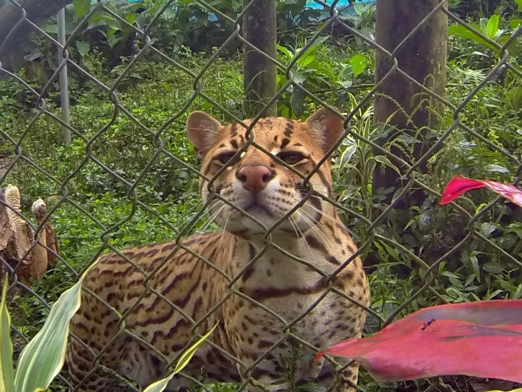  Ocelot muggin' 