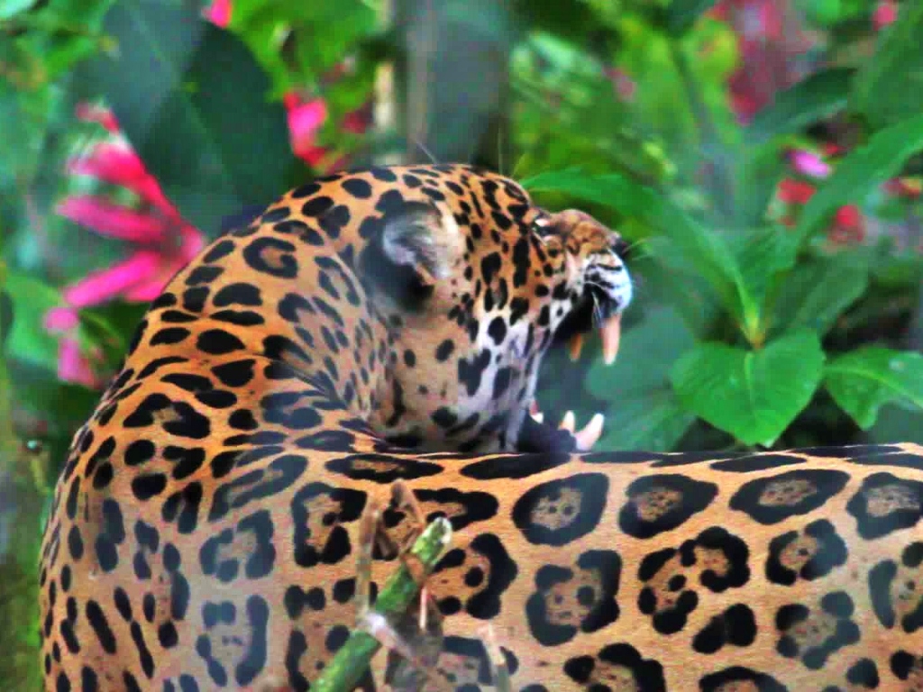  Precioso the Jaguar 