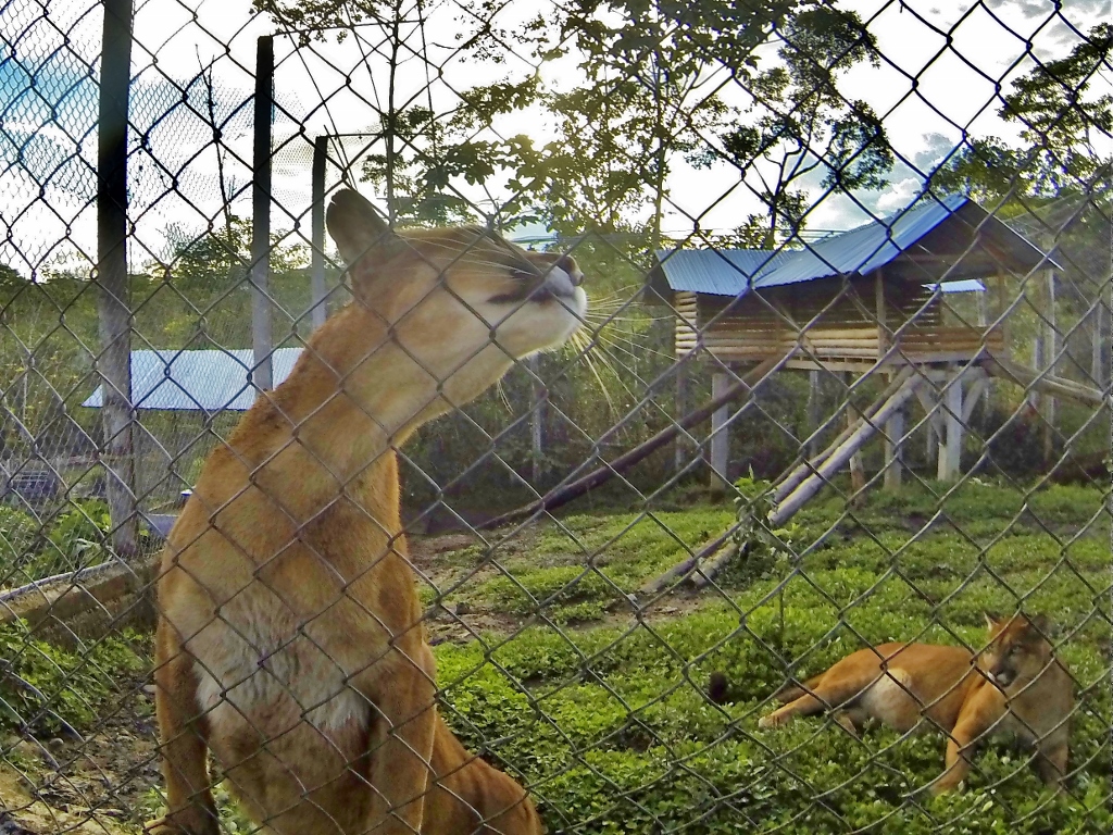  Shakira the Puma and her cub 