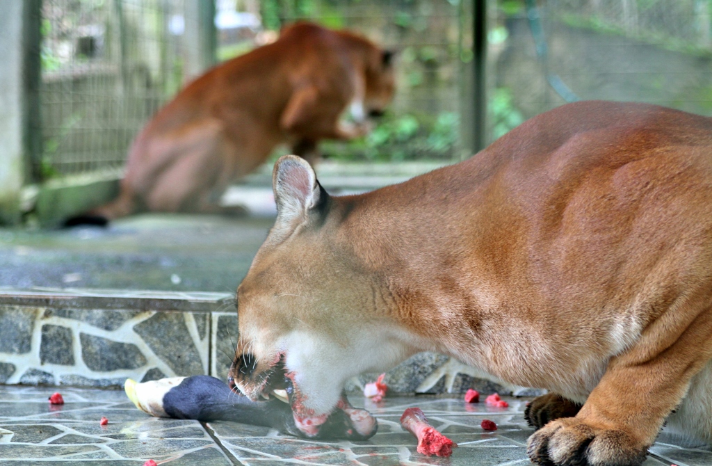  Puma feeding time 