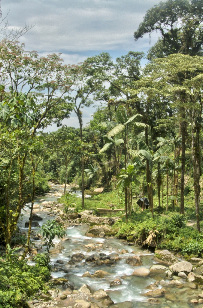  The Amazon rainforest 