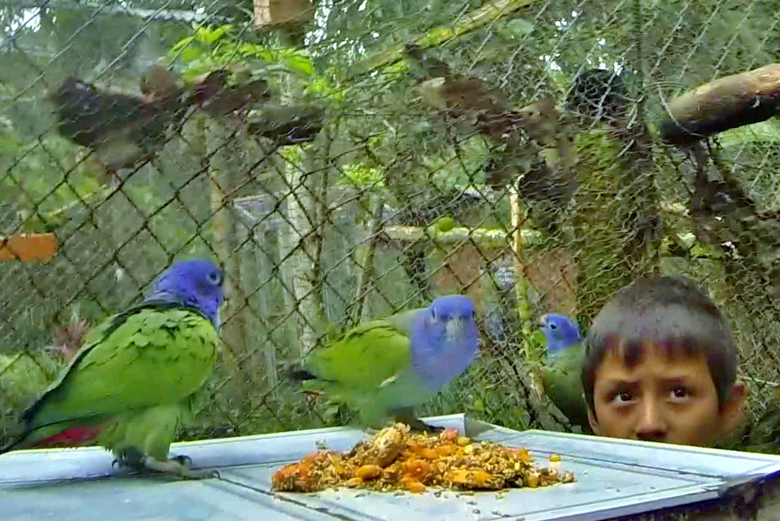  José helps feed the parrots 