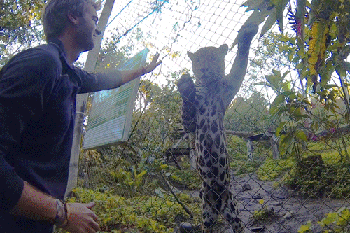 Jaguar high-fives